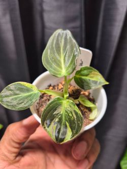 Variegated Philodendron Melanochrysum