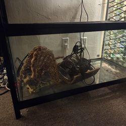 Reptile Tank And Accessories 