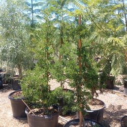 24 Gallon Texas Ebony Tree