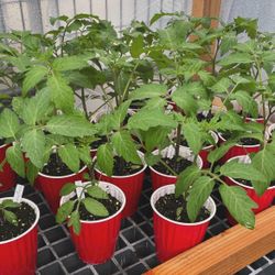 Mystery Tomato Plants