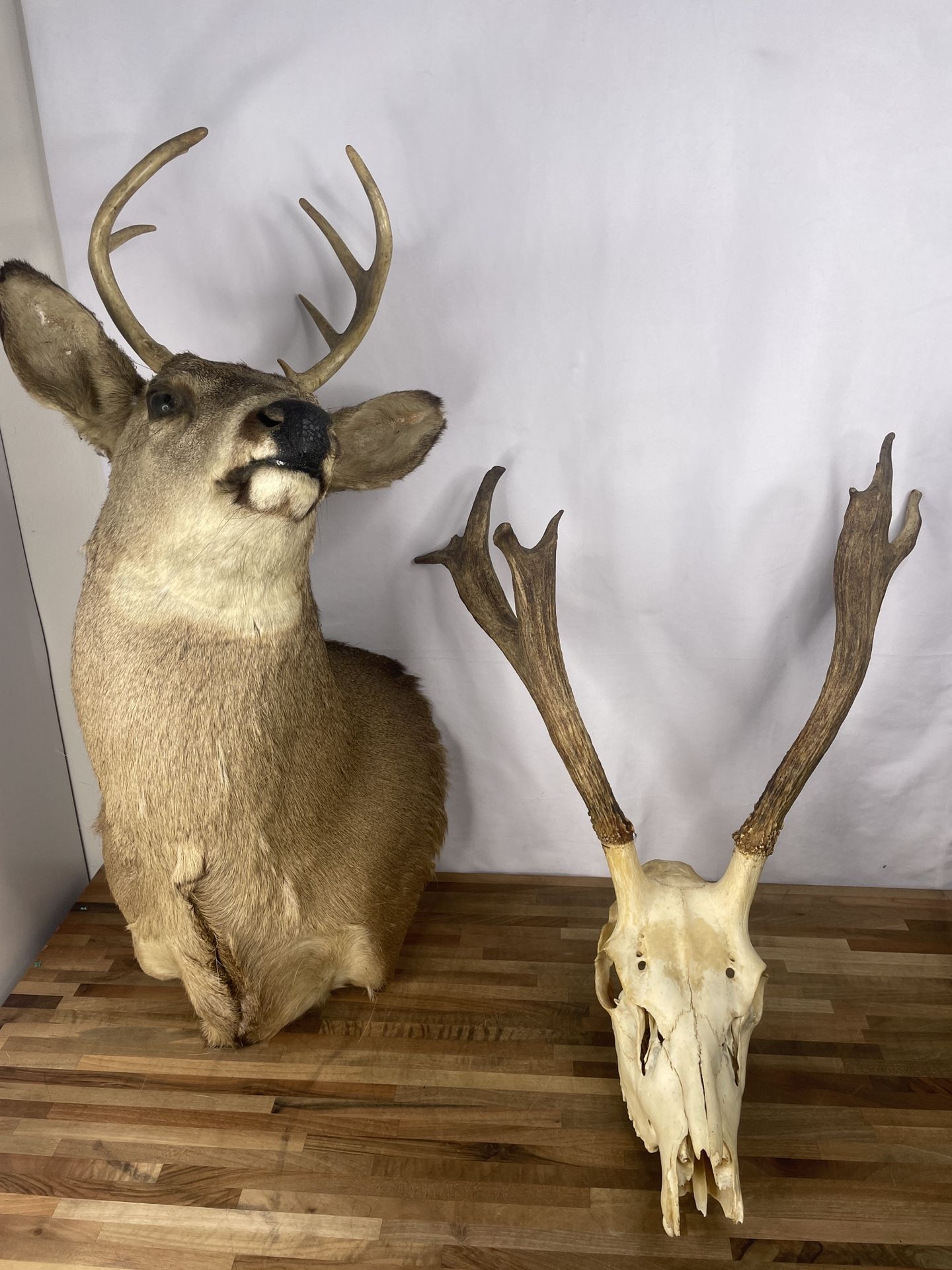 Deer Mount and Skull