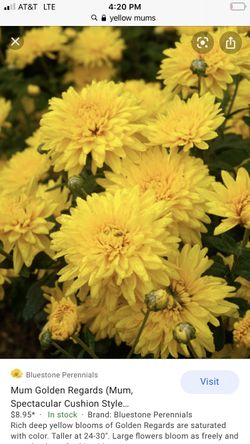 1 Live Chrysanthemum yellow Mums Plant Plug Rooted Fast Shipping