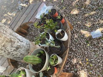 Succulents!