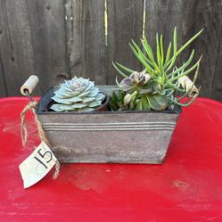 Succulents For Sale 5 Small Plants And Metal Container 