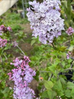 Syringa vulgariza