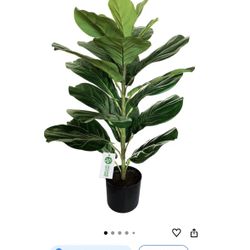 Fiddle Leaf Figs