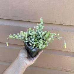 4” cliff cotyledon 