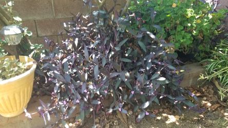 Purple Heart- "Tradescantia Pallida" Cuttings: Rooted and Unrooted