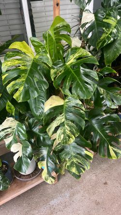 Monstera Aurea