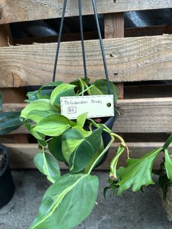 Philodendron Brazil