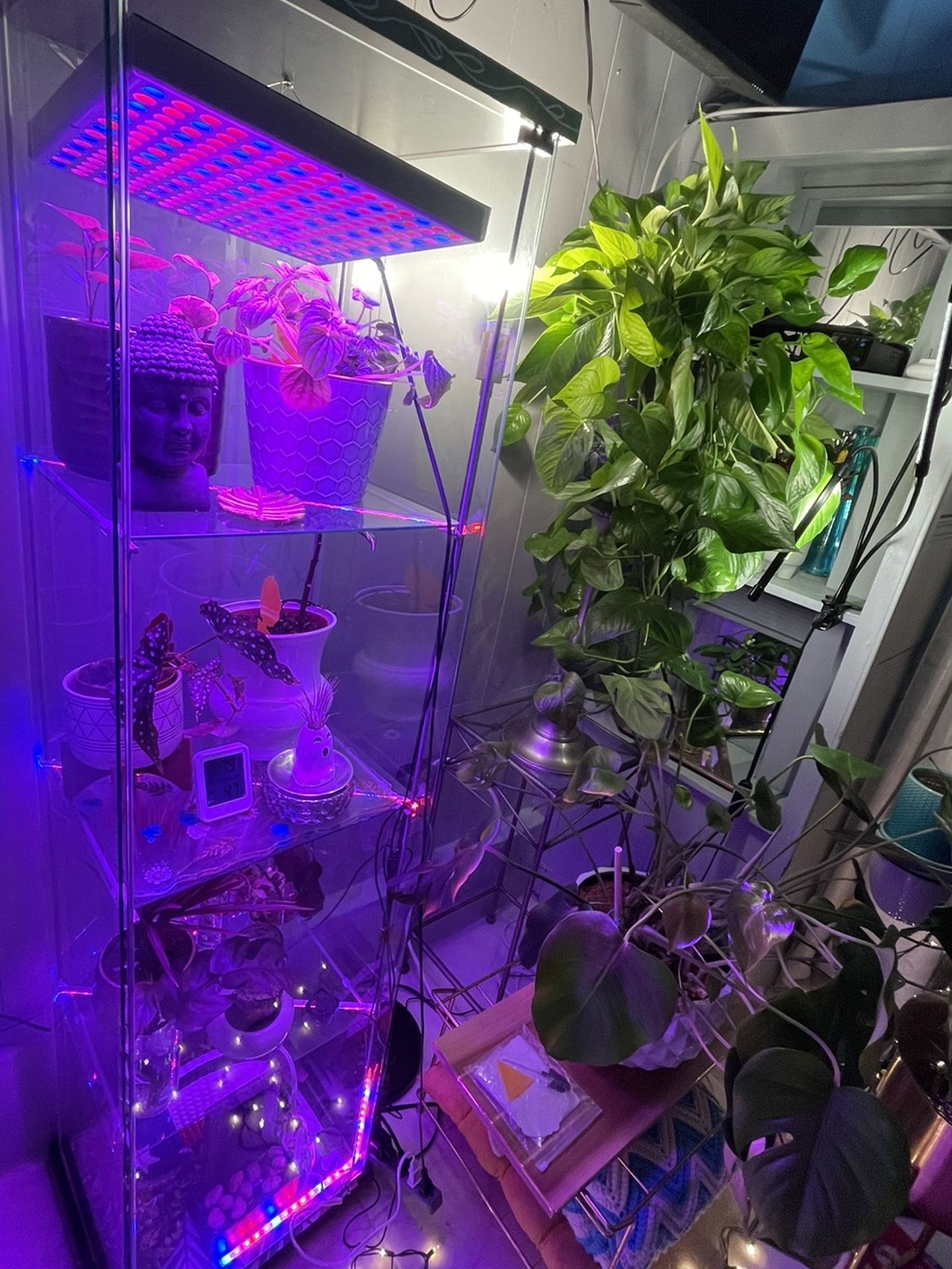Glass Cabinet Plant Greenhouse