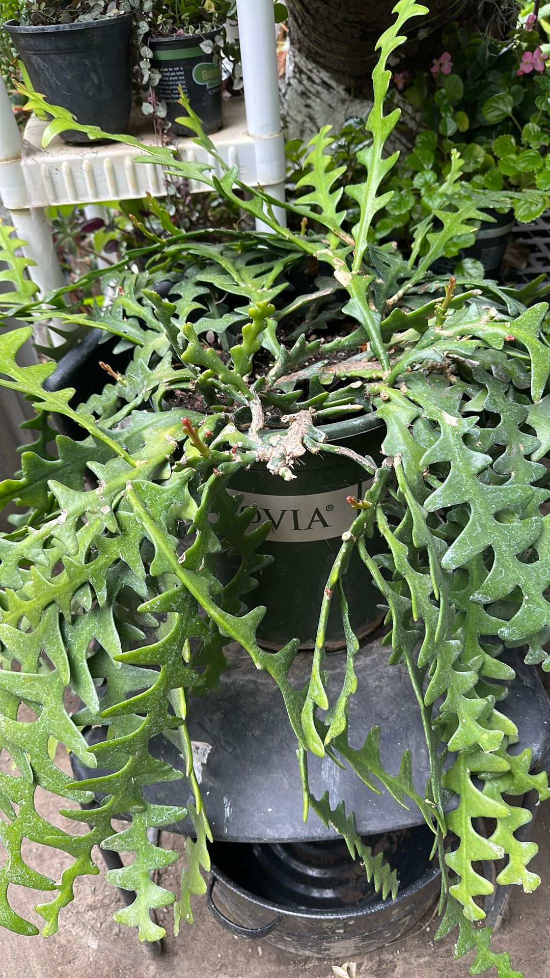 Cactus Serrucho Próximo A Gloriar