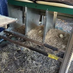 Chicken Nesting Boxes 