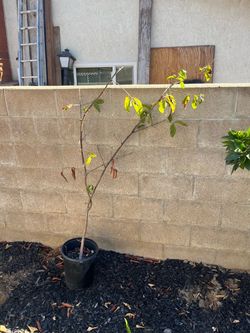 Guava tree