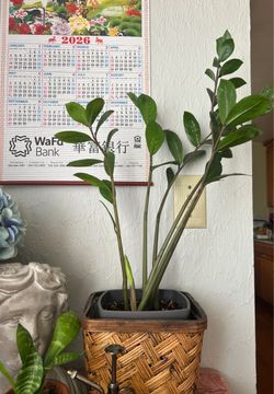 ZZ Plant