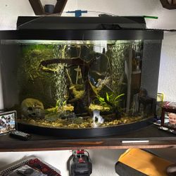 Fish Tank 