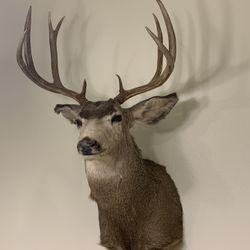 Shoulder Mount 