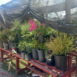 Plants for sale 