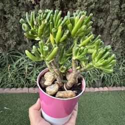 Succulent 