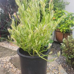 Devil's Backbone Plant  - 3gl Pot