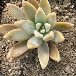 Graptosedum 'Francesco Baldi' succulent plant In 4 Inch Pot 