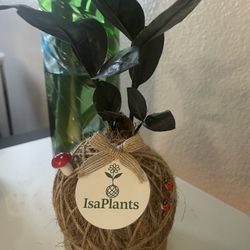 Kokedama Raven 