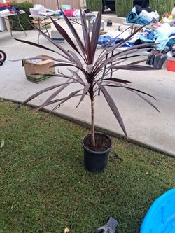 Red star Dracaena Plant in Black Pot