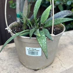 Hoya Parviflora Splash “6 Inch Pot