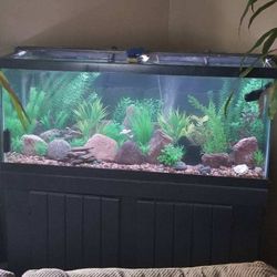 75 Gallon All Glass Fish Tank With Stand