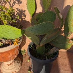 Cactus , Nopales