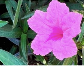Pink And White Bushes Ruelias $10 Each