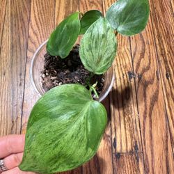 Philodendron Hederaceum Heart Leaf Variegated Plant