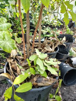 Longan fruit tree