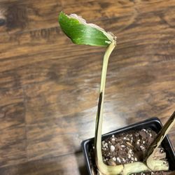 Variegated Monstera Albo Plant Cutting (pls Read Description Below)