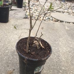 2 Live Amur honeysuckle Plants Beautiful Fragrant Flowers - in pot (bonsai starter)