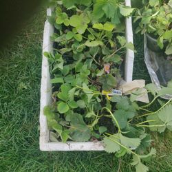 Berry Plants & Chives