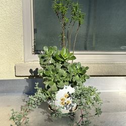 Assorted Succulent Plants 