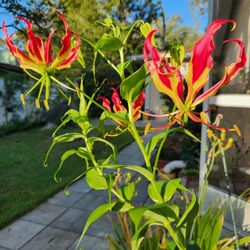 GLORIOSA Lily seeds in LARGE node