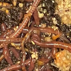 Worm Castings