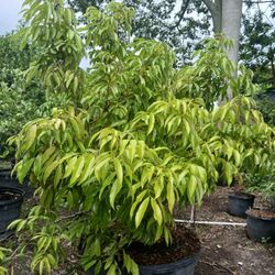 Lychee Trees 45gl🌳$350