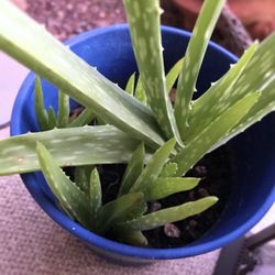 4 Aloe Vera Plants in Pots for $20