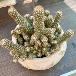 Live Plants Cactus Colony 