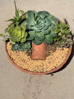 Large “Blue Rose” echeveria imbricata