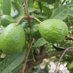 Large Thai Guava Tree With Fruits 