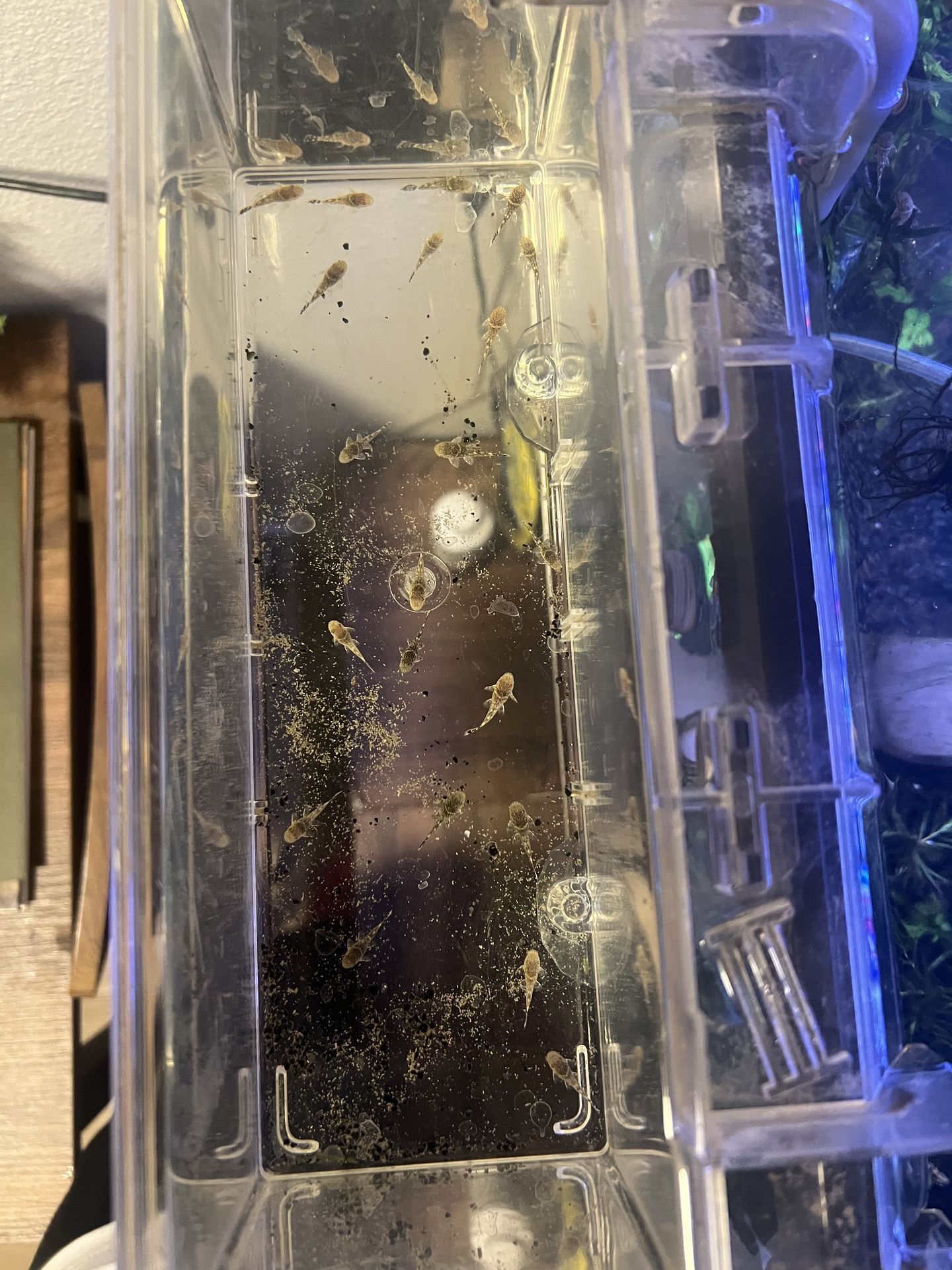 Fish tank breeder box