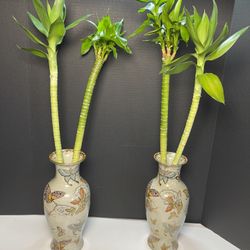Lotus Bamboo Plants In Ceramic Vase ($35 each )