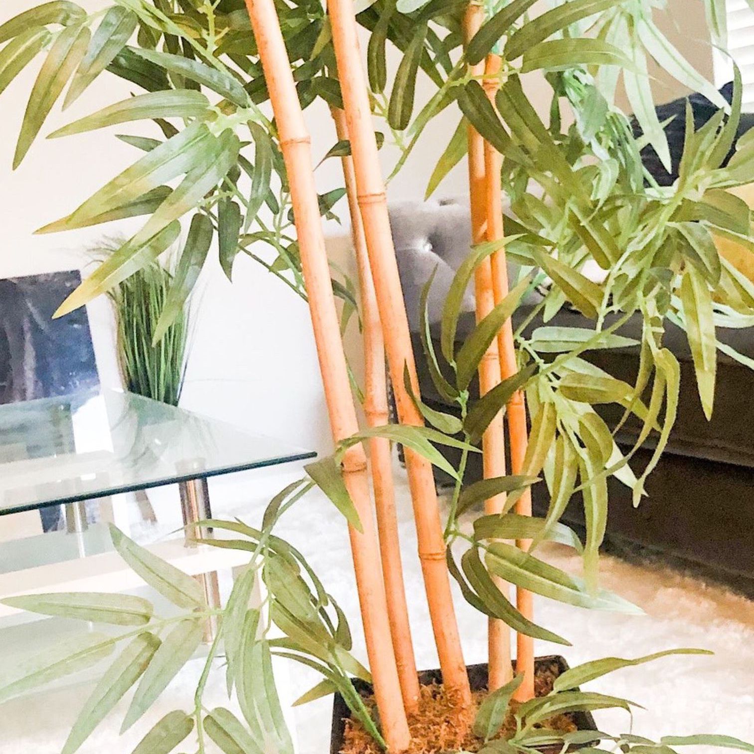 Tall Bamboo Silk Plant. $50.00 Moving 3.5ft