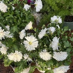 Plants Deals Plants Deals Plants Deals 