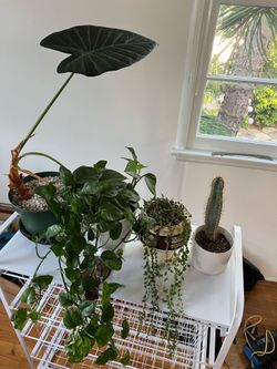 Plant lot for sale