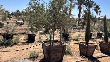 Olive trees